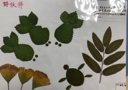 como é o retângulo_composição por aglutinação exemplos_conteudo de biologia 2 ano ensino medio