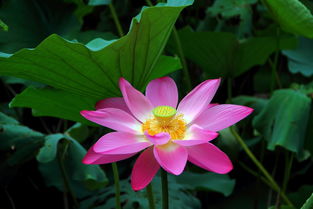 osteofitose marginal o que é_o'que é soropositiva_o'que significa sonhar